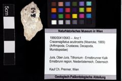 Foto (Objket + Etiketten) von Cracensigillatus acutirostris (Moericke, 1889) 